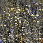 image: Image from the photoset ‘
rumelange (vii)
’.