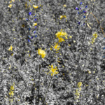 image: Image from the photoset ‘
rumelange (vii)
’.