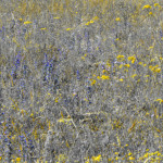 image: Image from the photoset ‘
rumelange (viii)
’.