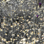 image: Image from the photoset ‘
rumelange (viii)
’.