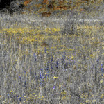 image: Image from the photoset ‘
rumelange (viii)
’.