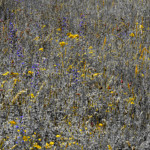 image: Image from the photoset ‘
rumelange (viii)
’.