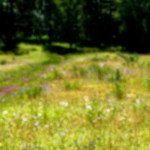 image: Image from the photoset ‘
rumelange (viii)
’.