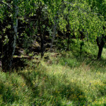 image: Image from the photoset ‘
rumelange (viii)
’.