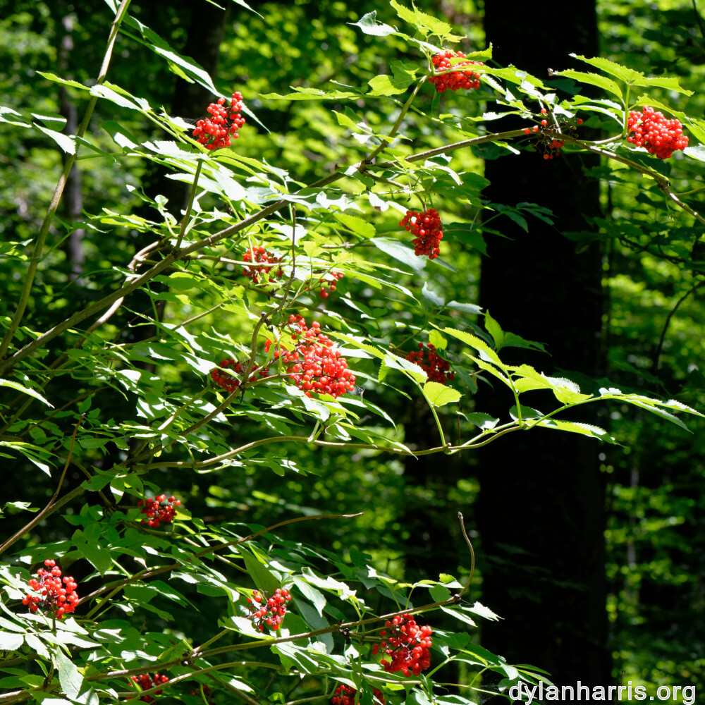 image: This is ‘
rumelange 2
’.