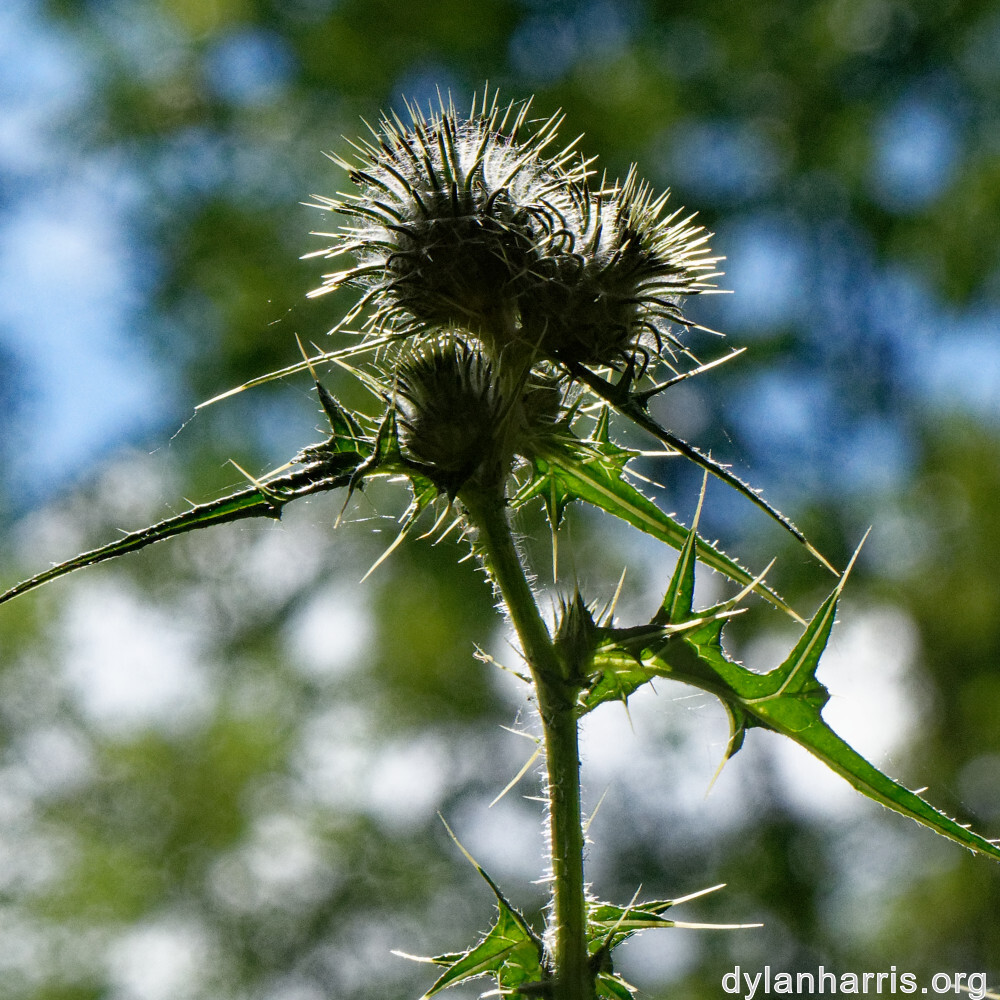 image: This is ‘
rumelange 4
’.