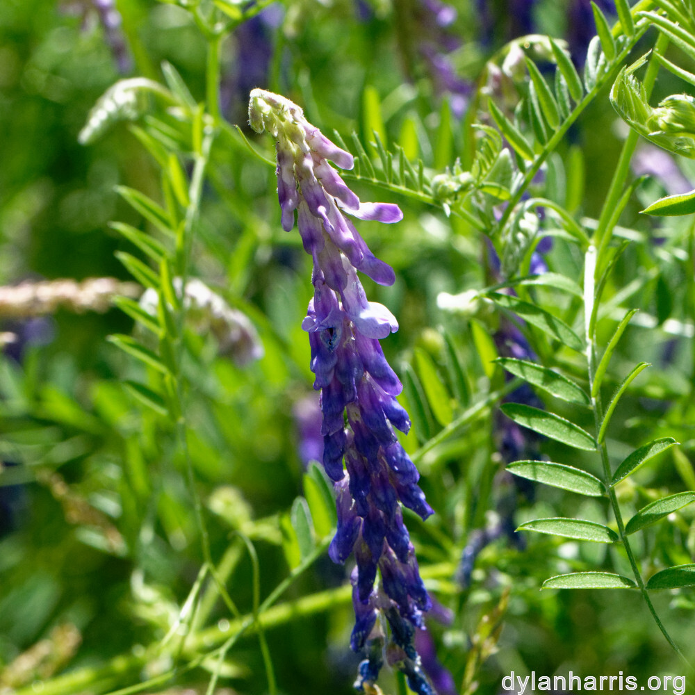 image: This is ‘
rumelange 6
’.