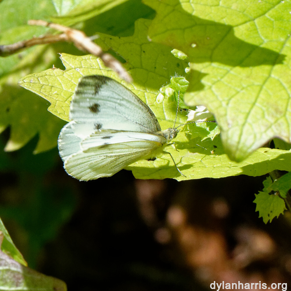 image: This is ‘
rumelange 7
’.