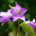 image: Image from the photoset ‘
rumelange (x)
’.