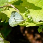 image: Image from the photoset ‘
rumelange (x)
’.