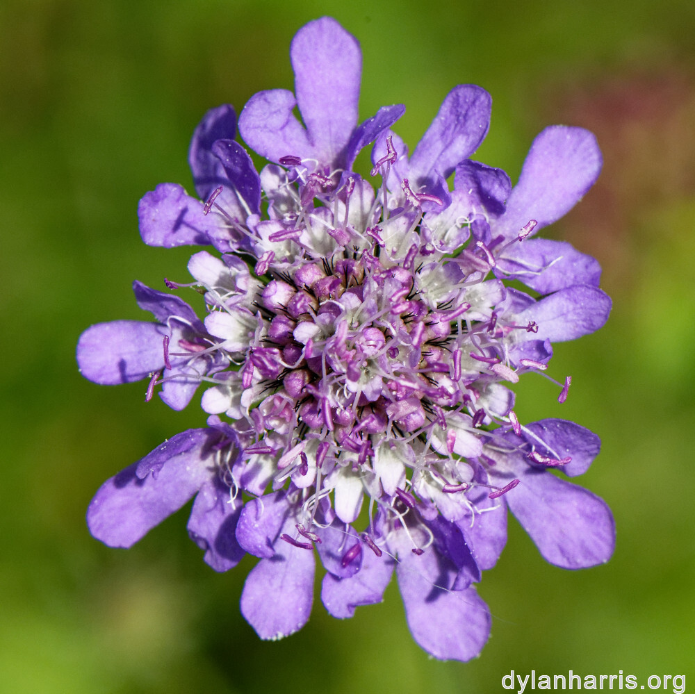 image: This is ‘
differdange 1
’.