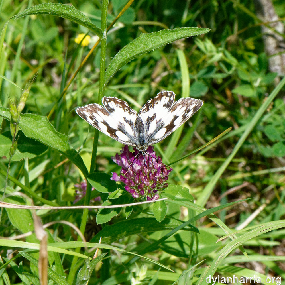 image: This is ‘
differdange 2
’.