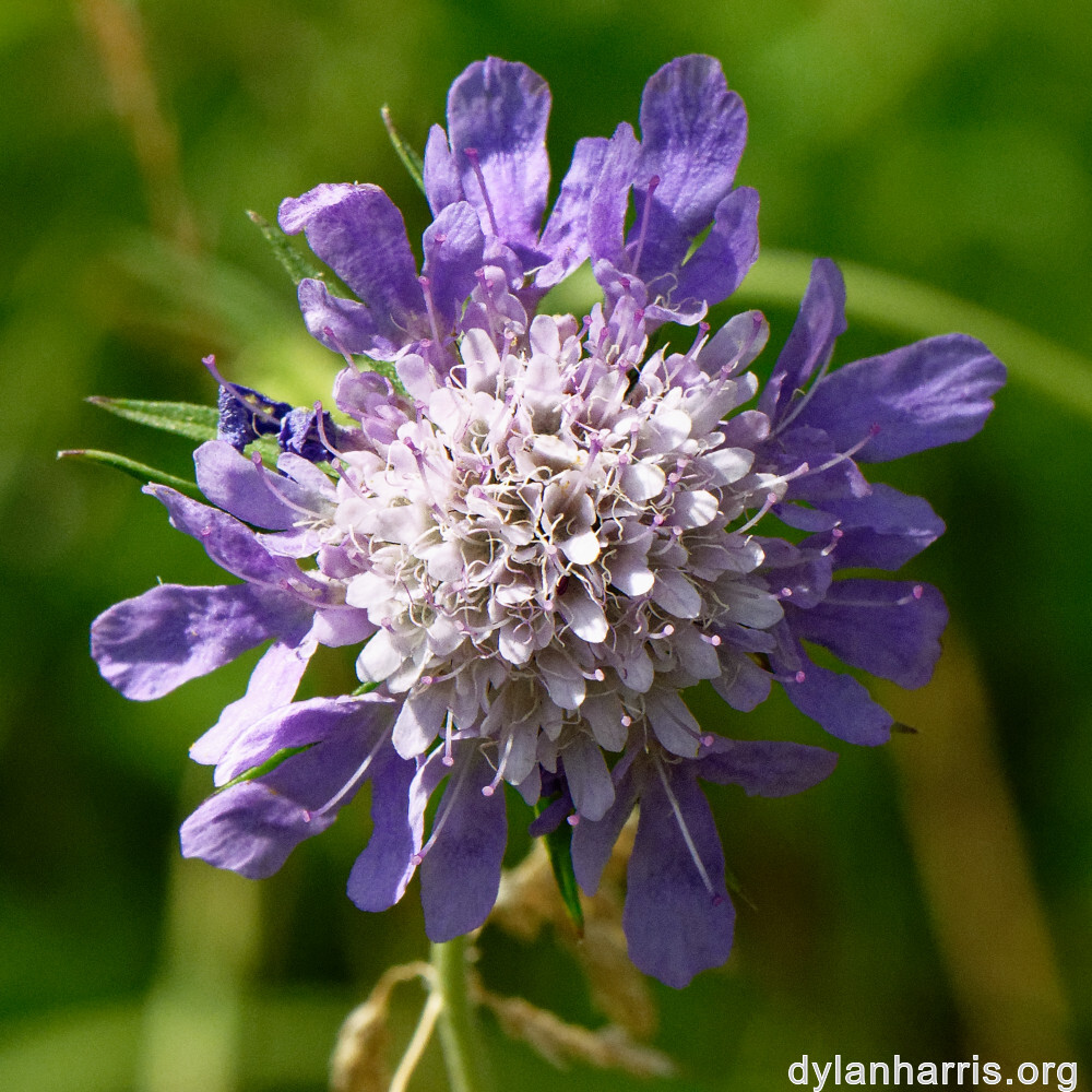 image: This is ‘
differdange 6
’.