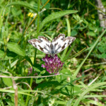 image: Image from the photoset ‘
differdange (i)
’.