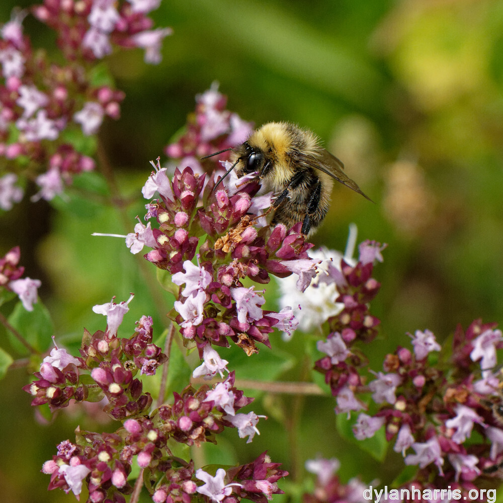 image: This is ‘
kayl 1
’.