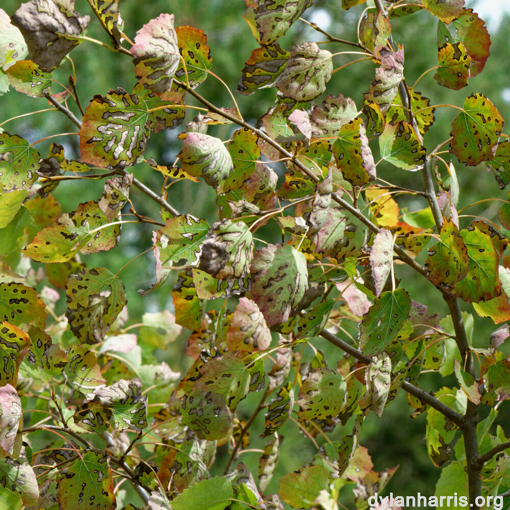 image: This is ‘
kayl 2
’.