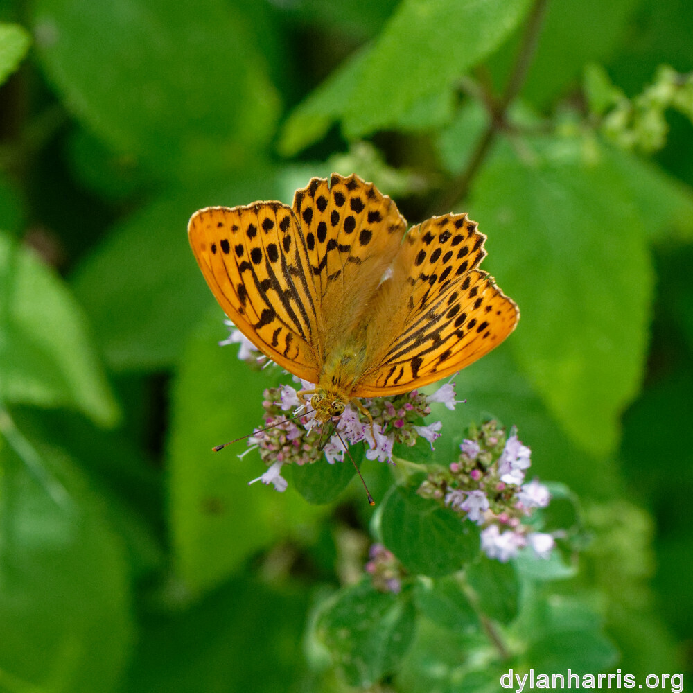 image: This is ‘
kayl 3
’.