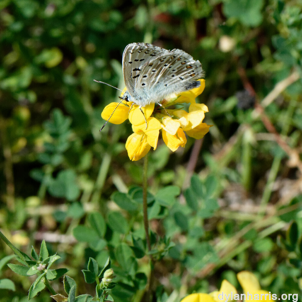 image: This is ‘
kayl 5
’.