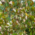 image: Image from the photoset ‘
kayl (v)
’.