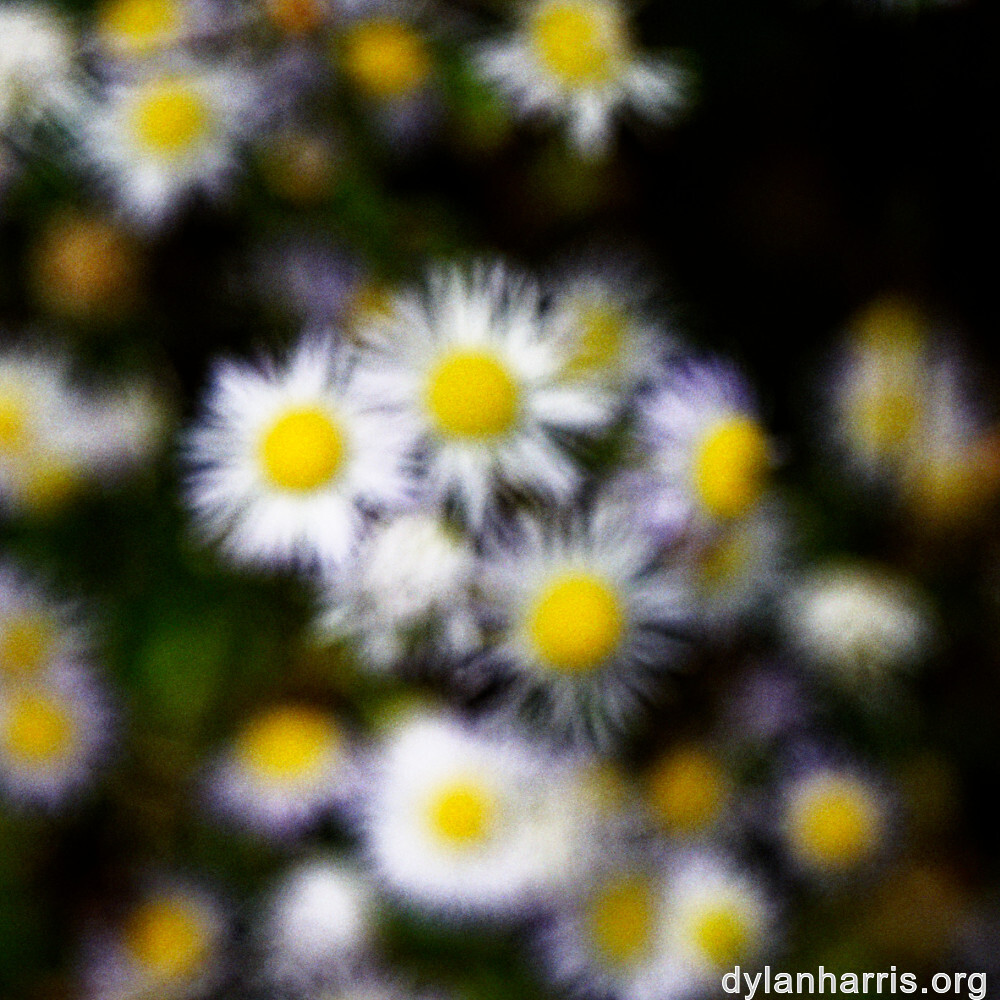 image: This is ‘
flower (xliii) 1
’.