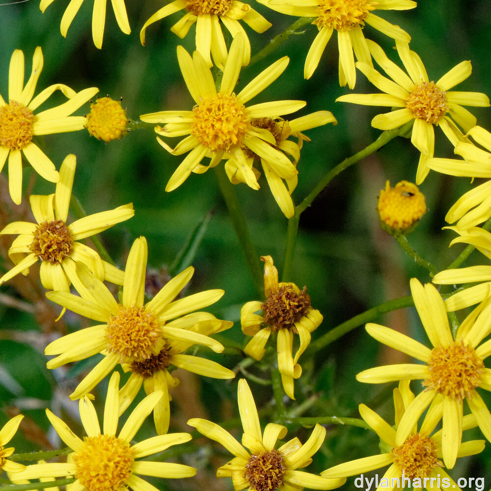 image: This is ‘
flower (xliii) 2
’.