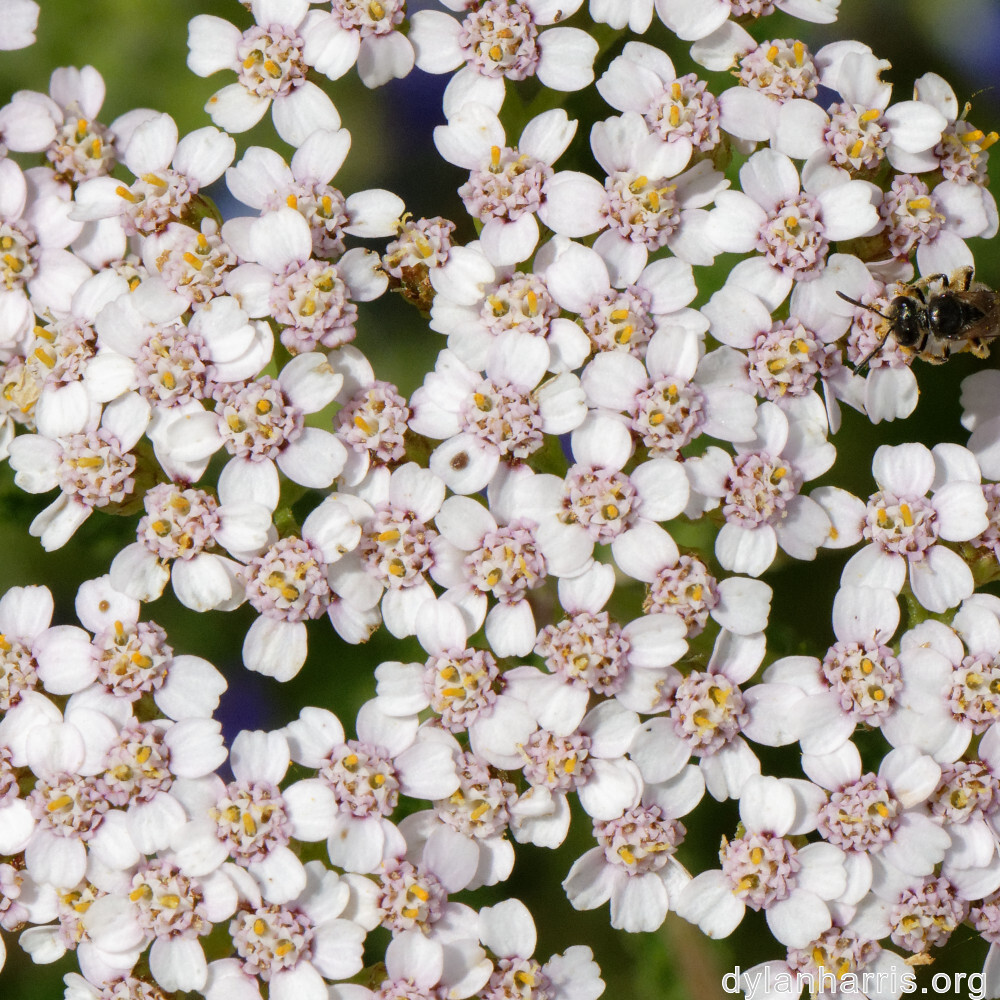 image: This is ‘
flower (xliii) 3
’.