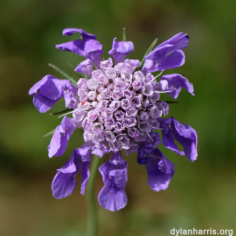 image: This is ‘
flower (xliii) 4
’.