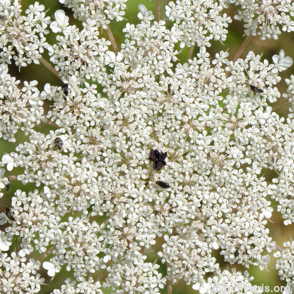 image: This is ‘
flower (xliii) 5
’.