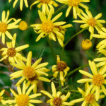 image: Image from the photoset ‘
flower (xliii)
’.