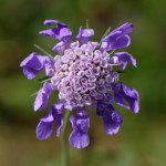 image: Image from the photoset ‘
flower (xliii)
’.