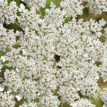 image: Image from the photoset ‘
flower (xliii)
’.