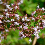 image: Image from the photoset ‘
flower (xliii)
’.