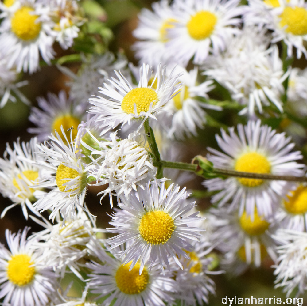 image: This is ‘
flower (xliv) 1
’.