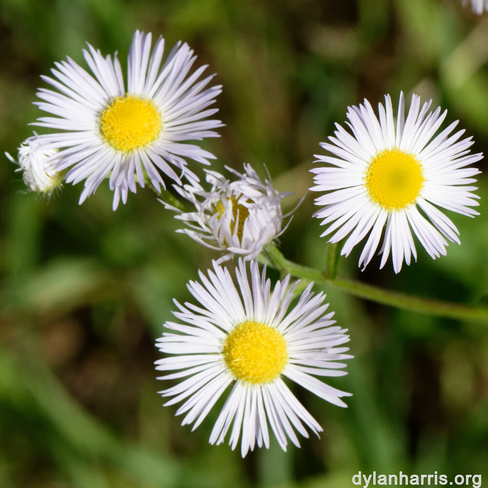 image: This is ‘
flower (xliv) 2
’.