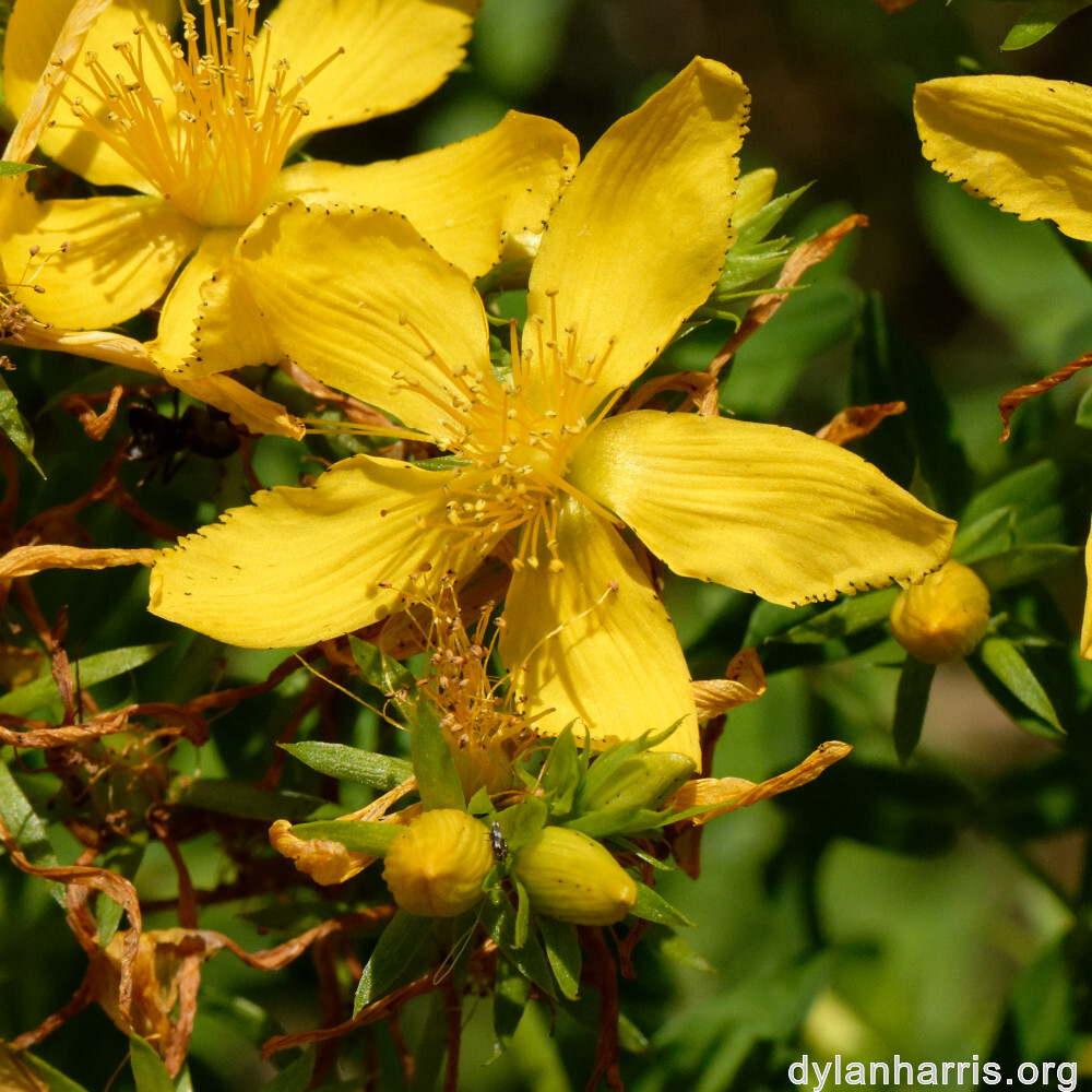 image: This is ‘
flower (xliv) 3
’.