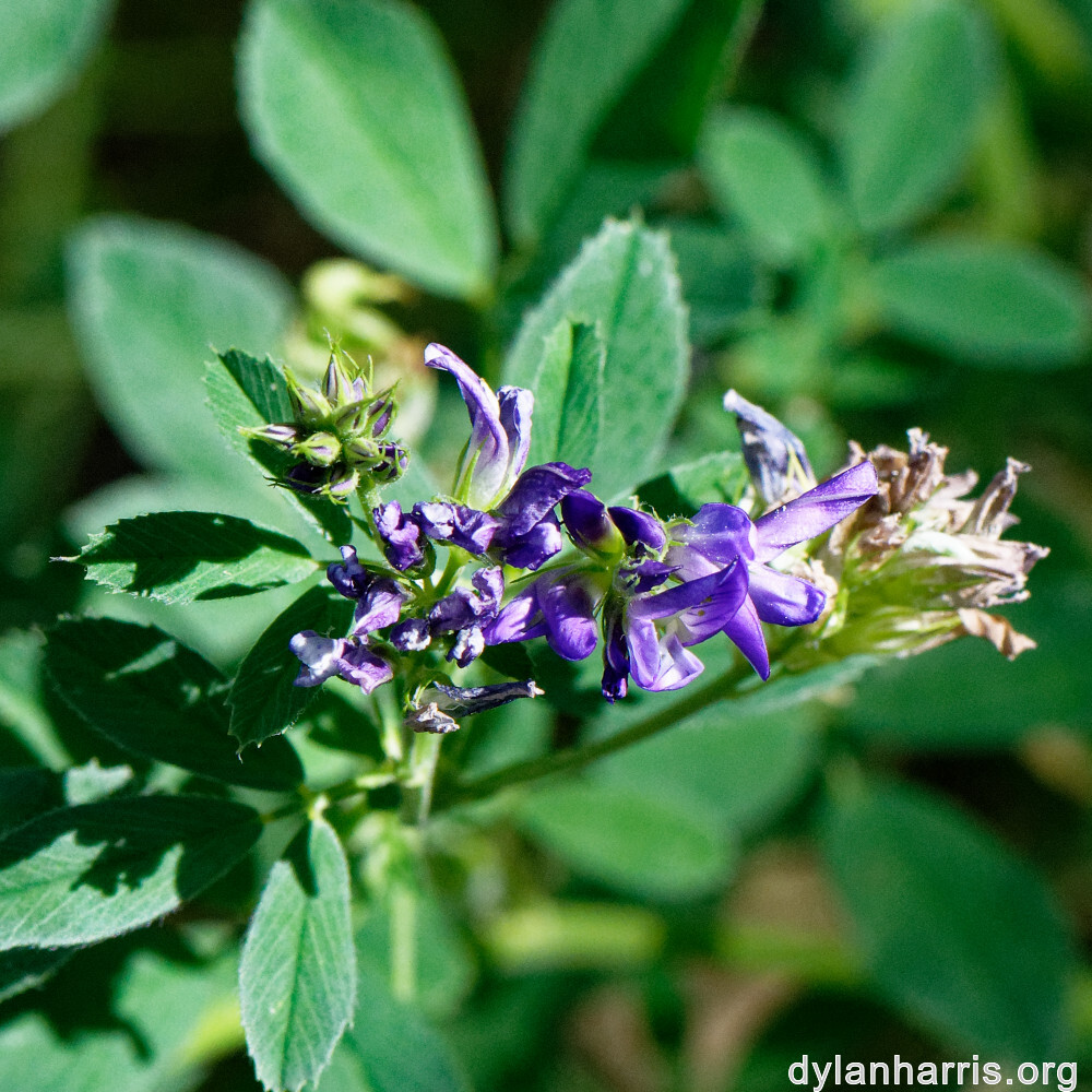 image: This is ‘
flower (xliv) 4
’.