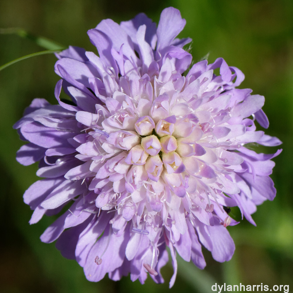 image: This is ‘
flower (xliv) 5
’.