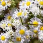 image: Image from the photoset ‘
flower (xliv)
’.