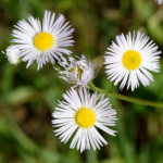 image: Image from the photoset ‘
flower (xliv)
’.