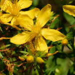 image: Image from the photoset ‘
flower (xliv)
’.