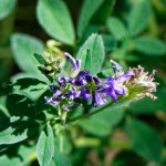 image: Image from the photoset ‘
flower (xliv)
’.