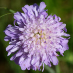 image: Image from the photoset ‘
flower (xliv)
’.