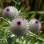 image: Rankin is on top form