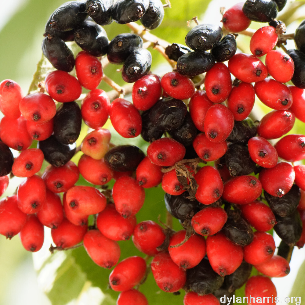 image: This is ‘
fruit (i) 1
’.