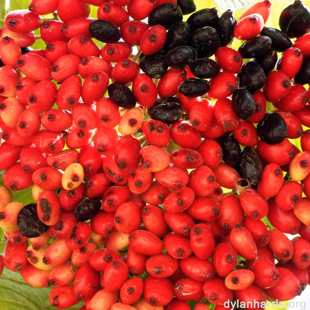 image: This is ‘
fruit (i) 2
’.