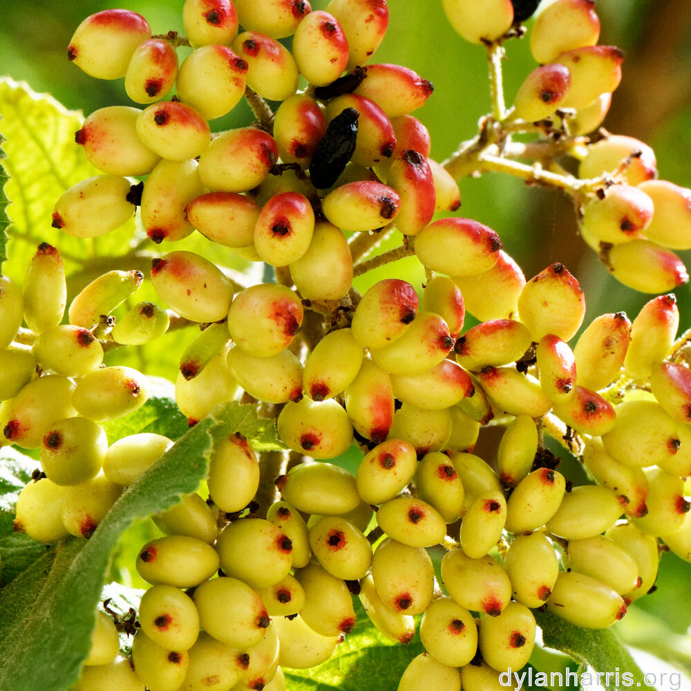 image: This is ‘
fruit (i) 3
’.