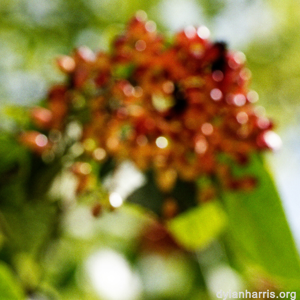 image: This is ‘
fruit (i) 5
’.