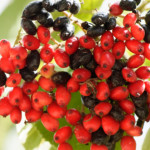 image: Image from the photoset ‘
fruit (i)
’.