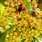 image: Image from the photoset ‘
fruit (i)
’.