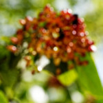 image: Image from the photoset ‘
fruit (i)
’.